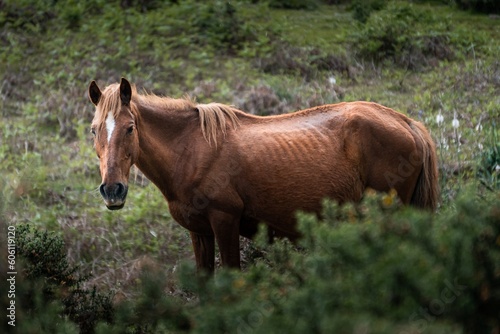 horse in the field