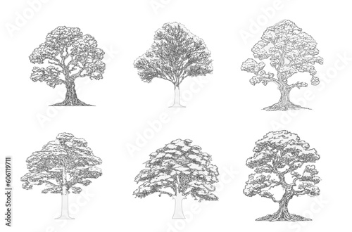Minimal style cad tree line, Side view, set of graphics trees elements outline symbol for architecture and landscape design drawing. Vector illustration in stroke fill in white. Tropical set