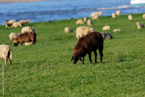 Fototapeta Naklejka Na Ścianę i Meble -  Sheep on grass field in the city