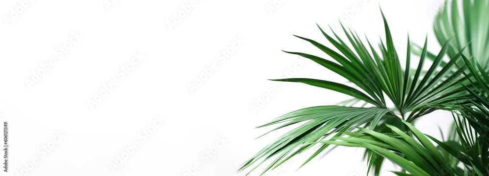Beautiful and photorealistic palm leaves isolated on white background. Close-up view. Exotic plant. Banner with copy space. Cut out graphic design element. Generative AI.
