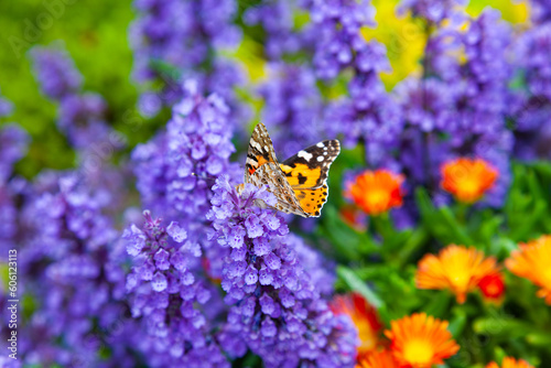 Bright monarch butterfly in the front garden on purple flowers.