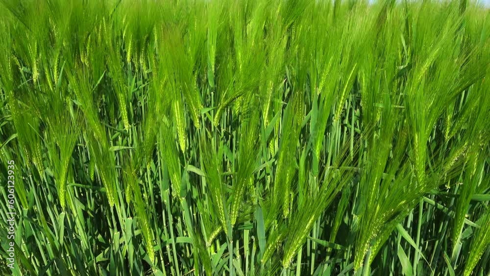 Pan across a green cereal arable crop of barley growing in a farmland field in springtime in Northamptonshire in England. Farming agriculture and food production. Pan across a green cereal arable crop of barley growing in a farmland field in springtime in Northamptonshire in England. Farming agriculture and food production.