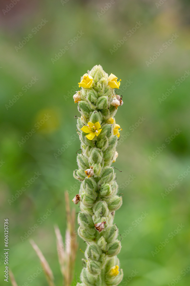 Blooming great mullein flower on a green background on a sunny day macro photography. Common mullein flowering plant with yellow petals in summer close-up photo. Blooming great mullein flower on a green background on a sunny day macro photography. Common mullein flowering plant with yellow petals in summer close-up photo.