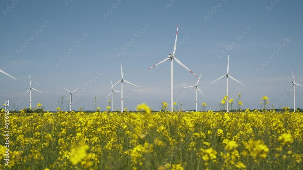 Windmills for renewable power generation in rapeseed field with blue sky Windmills for renewable power generation in rapeseed field with blue sky
