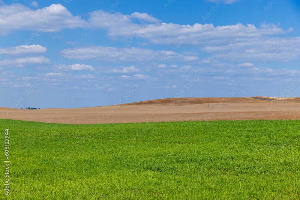 agricultural field with green wheat in the spring season