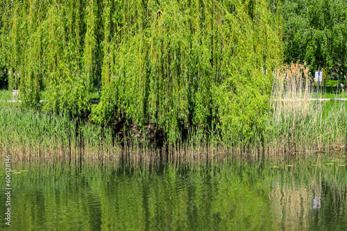A willow tree grows on the shore of the lake