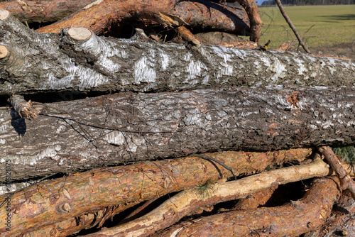 a pile of sawn wood after deforestation  harvesting of wood