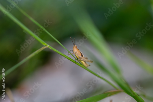 Green grasshoper sitting on a green leaf macro photography in summertime. Common field grasshopper sitting on a plant in summer day close-up photo. Macro insect on a green background.