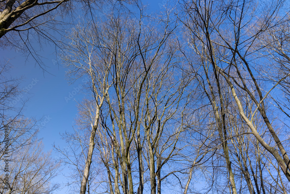 deciduous trees in the park in the spring season deciduous trees in the park in the spring season