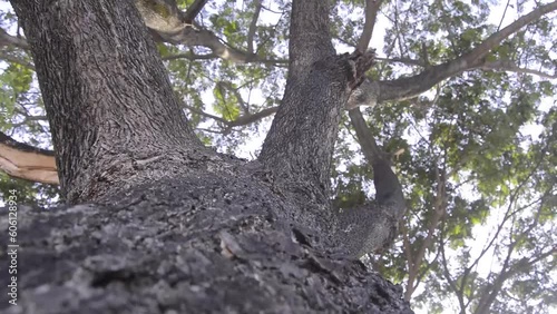 silhouette of a tall and large tree photo