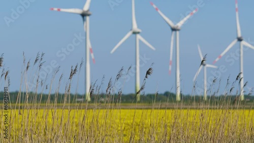 Gras plants waving in the wind infront of windmills for renewable energy