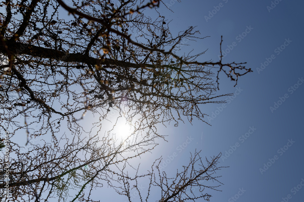Obraz premium larch tree in sunny weather in early spring