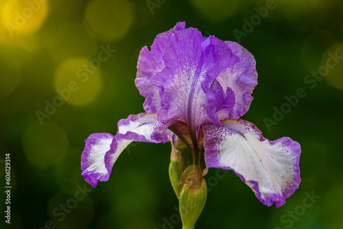 Blue Iris flower Purple Violet delicate Beautiful blurred green natural background spring close up garden colorful Greeting card blooming plant Banner  Close-up Art Design.