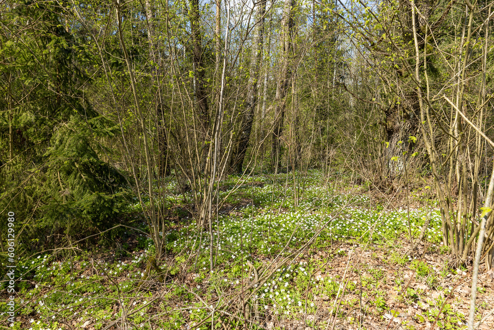 fading white small flowers anemone in the forest