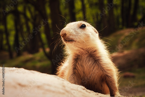 Präriehund - Erdhörnchen - Nagetier - Tier - Animal - Cute Prairie Dog - Family - Groundhog - Genus Cynomys - Close Up - Meadow - High quality photo