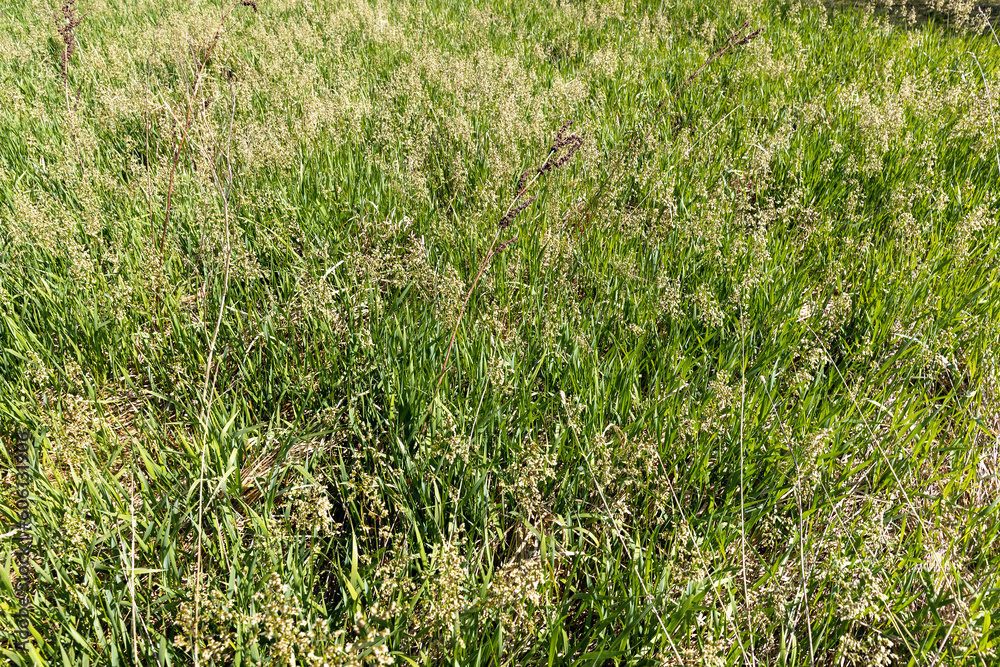 green tall grass in the spring season, green grass green tall grass in the spring season, green grass