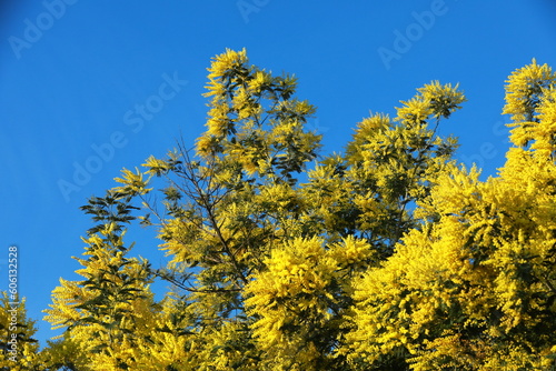 yellow flowers in the garden