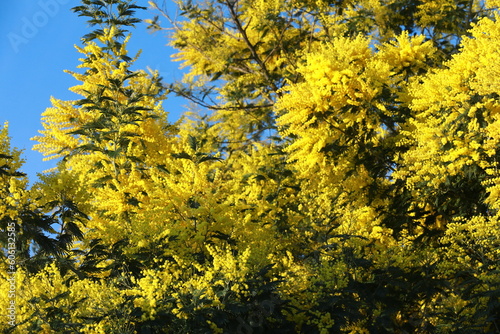 yellow flowers in the garden