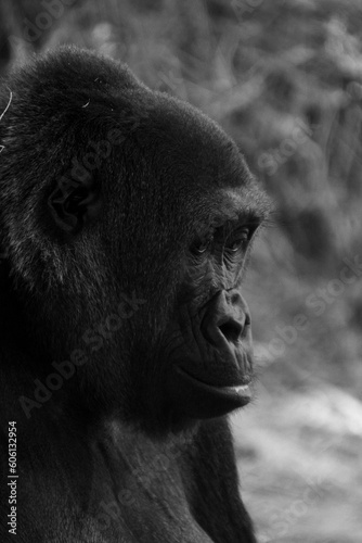 Gorilla Looking to the Side
