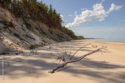 Steep coast of Baltic sea with fallen trees in Ulmale in Latvia in May