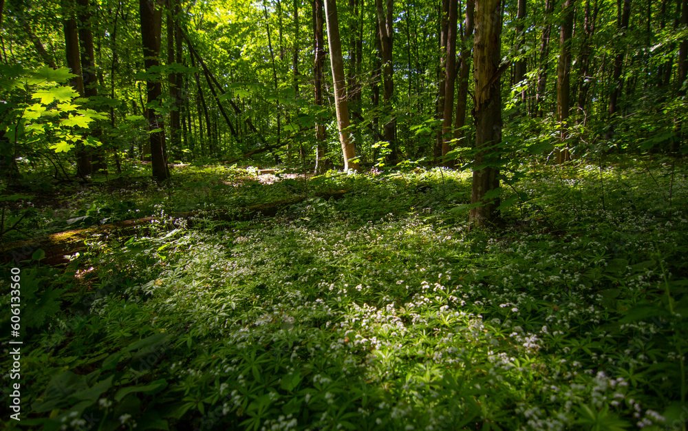 Obraz premium Summer landscape, sunset sunbeams beautifully seeps through the branches of trees in a dense forest, the light falls on the grass and on the ground. dense forest in summer
