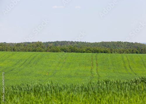 Agricultural field with a large number of green cereals