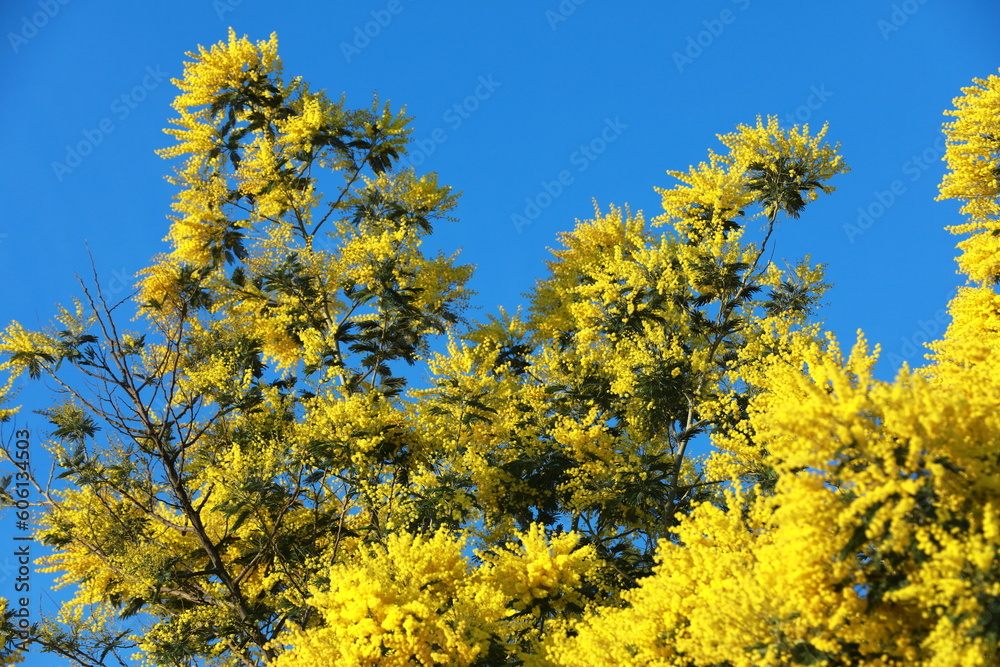 yellow flowers in the garden yellow flowers in the garden