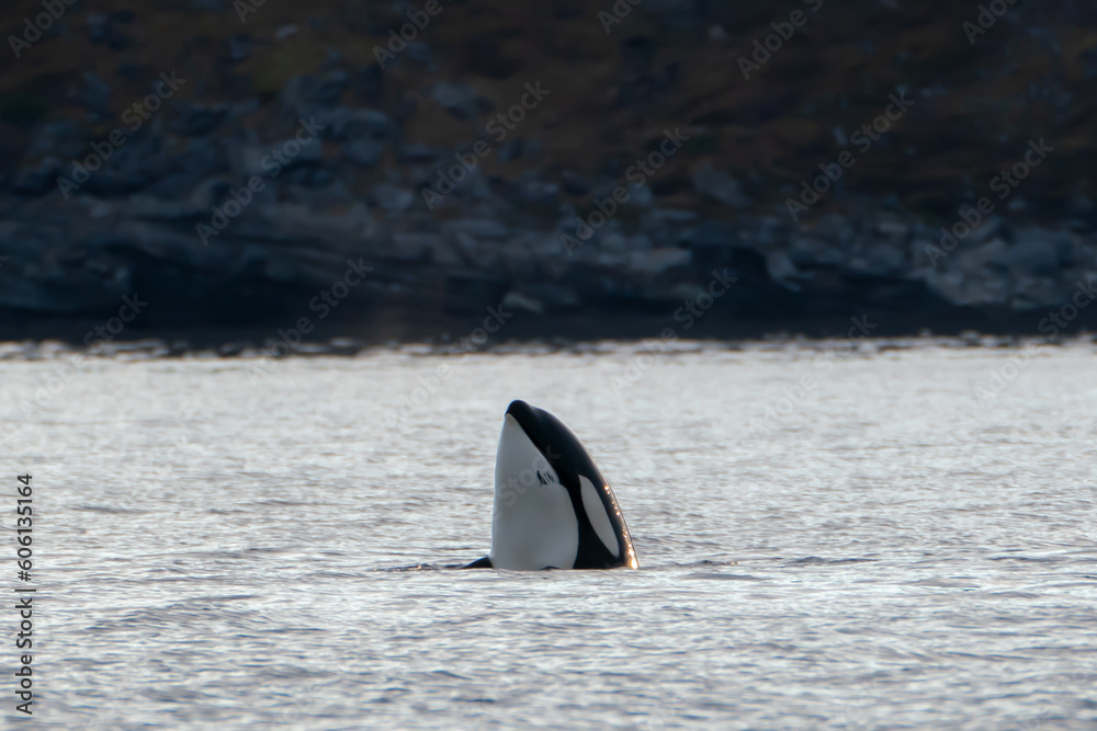 Fototapeta premium Orca looking out of the water