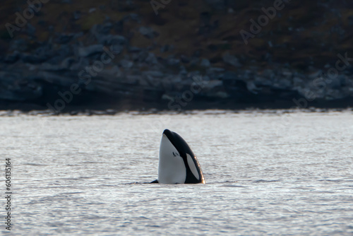 Orca looking out of the water