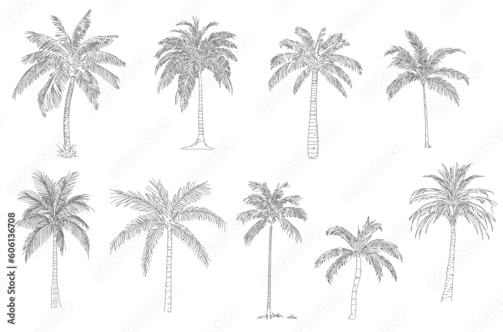 Coconut tree, plam plant. Minimal style cad tree line drawing, Side view, set of graphics trees elements outline symbol for architecture and landscape design. Vector illustration in stroke. Tropical