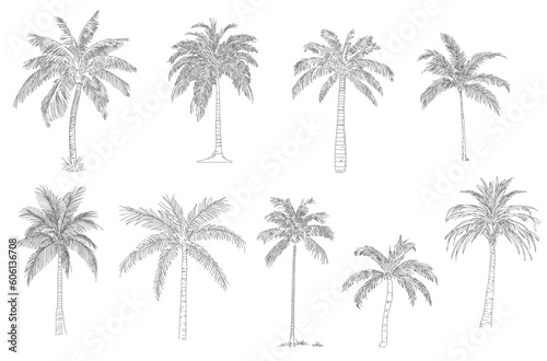 Coconut tree  plam plant. Minimal style cad tree line drawing  Side view  set of graphics trees elements outline symbol for architecture and landscape design. Vector illustration in stroke. Tropical