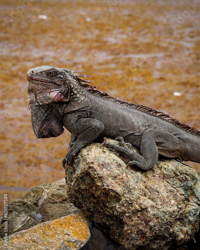 iguana © OchaPhoto2105