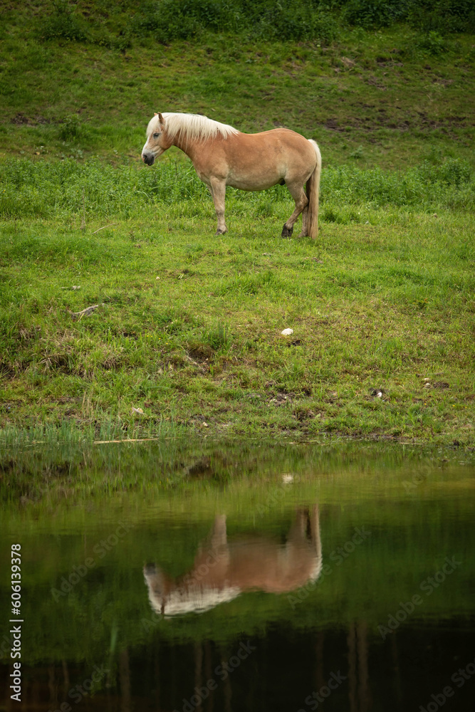 Horses in a beautiful pasture with a forest and a lake Horses in a beautiful pasture with a forest and a lake