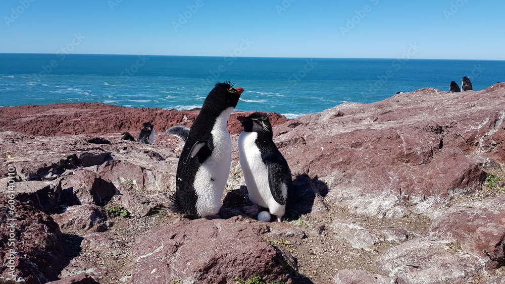 Obraz premium pinguinos con su huevo