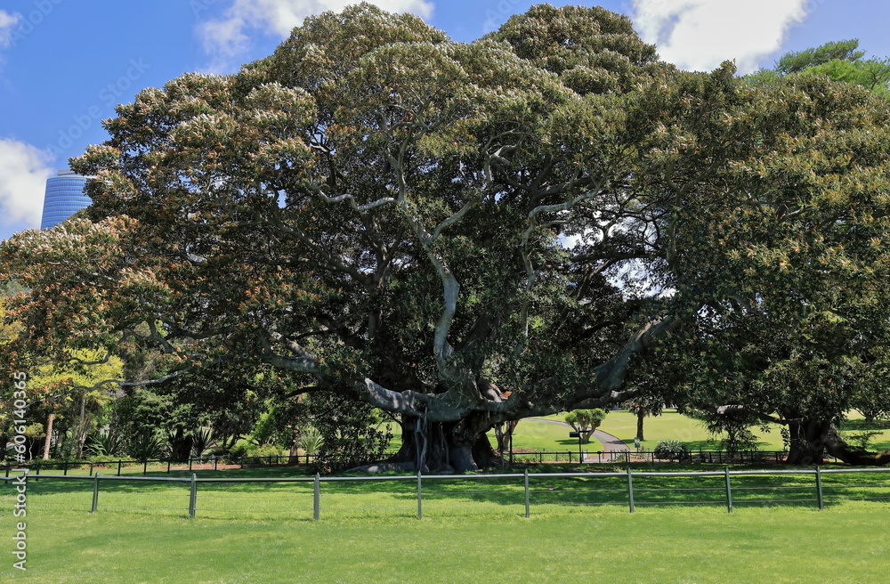Obraz premium Royal Botanic Garden oldest fig tree growing in Fig Tree Lawn fenced space. Sydney-Australia-662