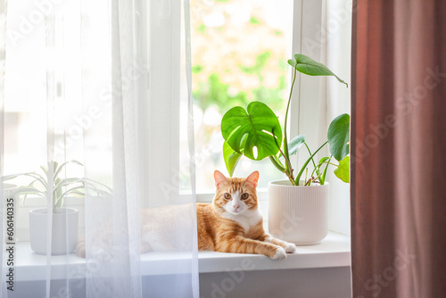 Red cat sits on the window and house plants on the windowsill. Domestic kitten resting on the windowsill at home in sunny day.