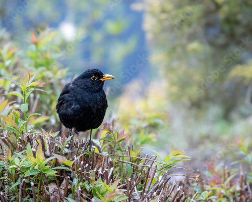 European blackbird