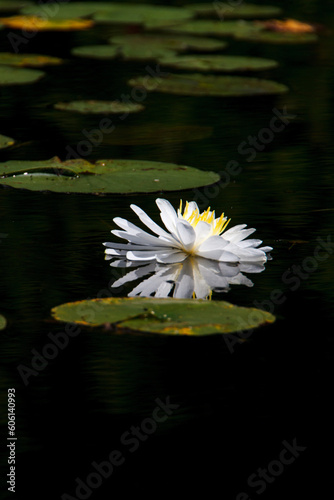 floating lily on dark green water.