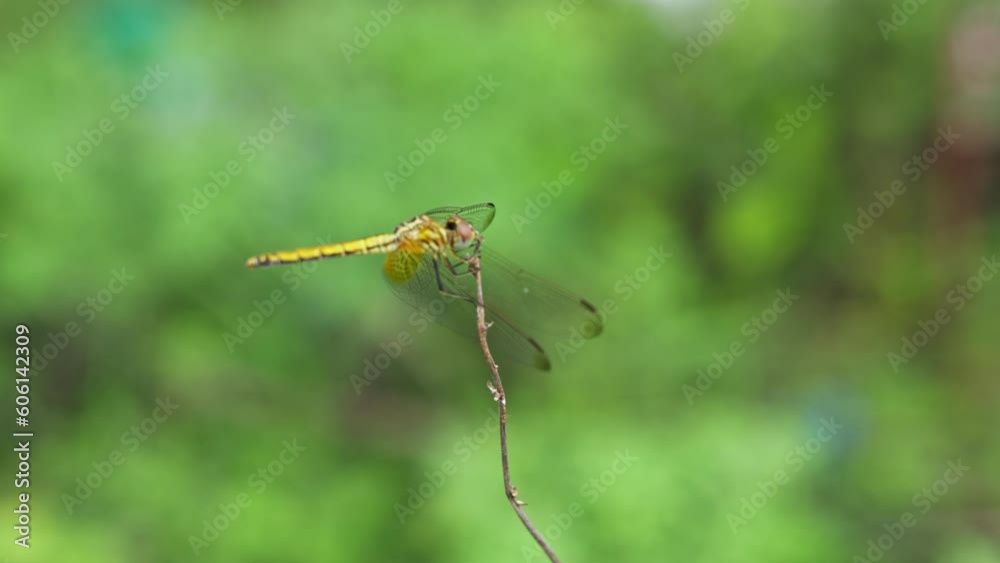 Macro view of a yellow-orange meadowhawk dragonfly perched on a dry branch Macro view of a yellow-orange meadowhawk dragonfly perched on a dry branch
