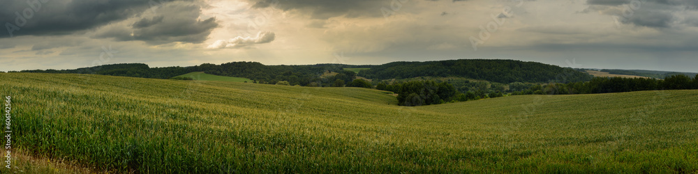 summer agricultural landscape. hilly cornfield under cloudy sky. panoramic widescreen side view