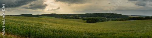 summer agricultural landscape. hilly cornfield under cloudy sky. panoramic widescreen side view