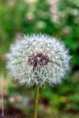 Dandelion seed head alongside the Silk road