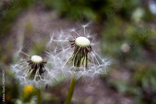 Dandelion seeds in the wind