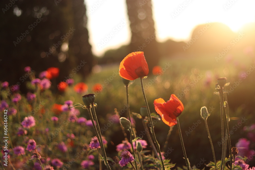 Obraz premium poppies in the field