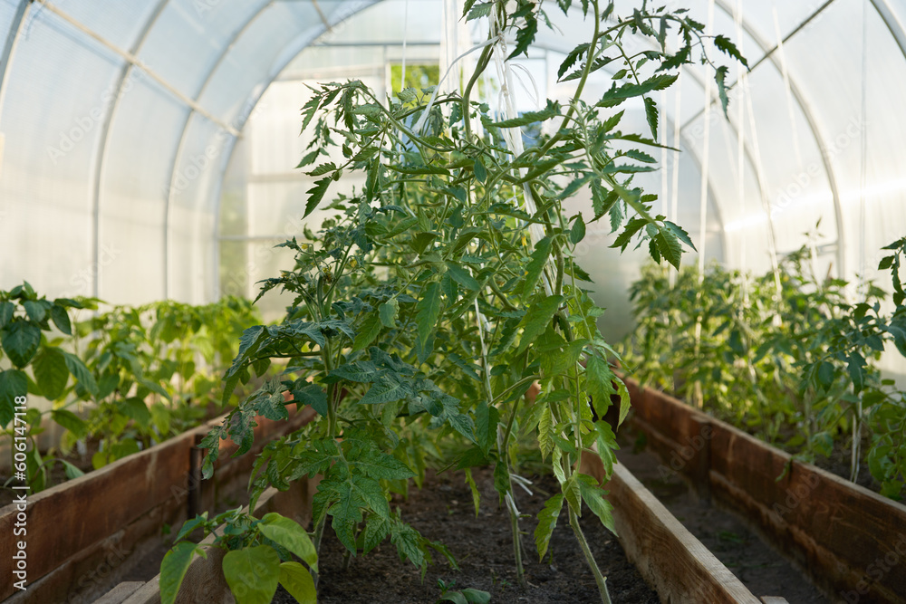 Polycarbonate greenhouse with beds of tomatoes and peppers.
