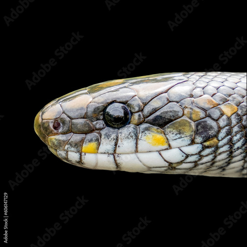 Aescualpian snake (Zamenis longissimus) 
