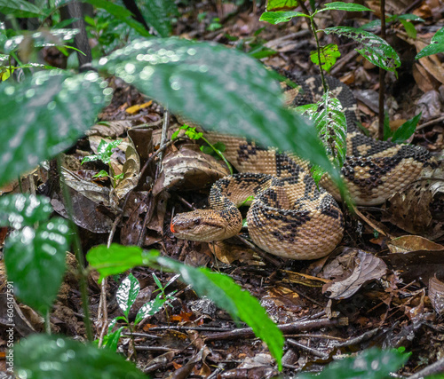 Bushmaster (Lachesis muta) 