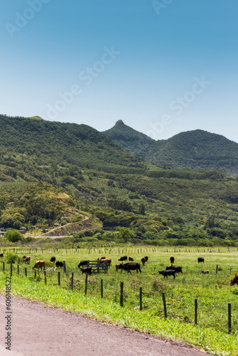 Hilly field with cattle © HuilianPatrik