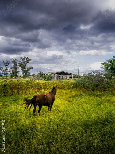 Horse in the field