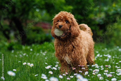 Cavapoo